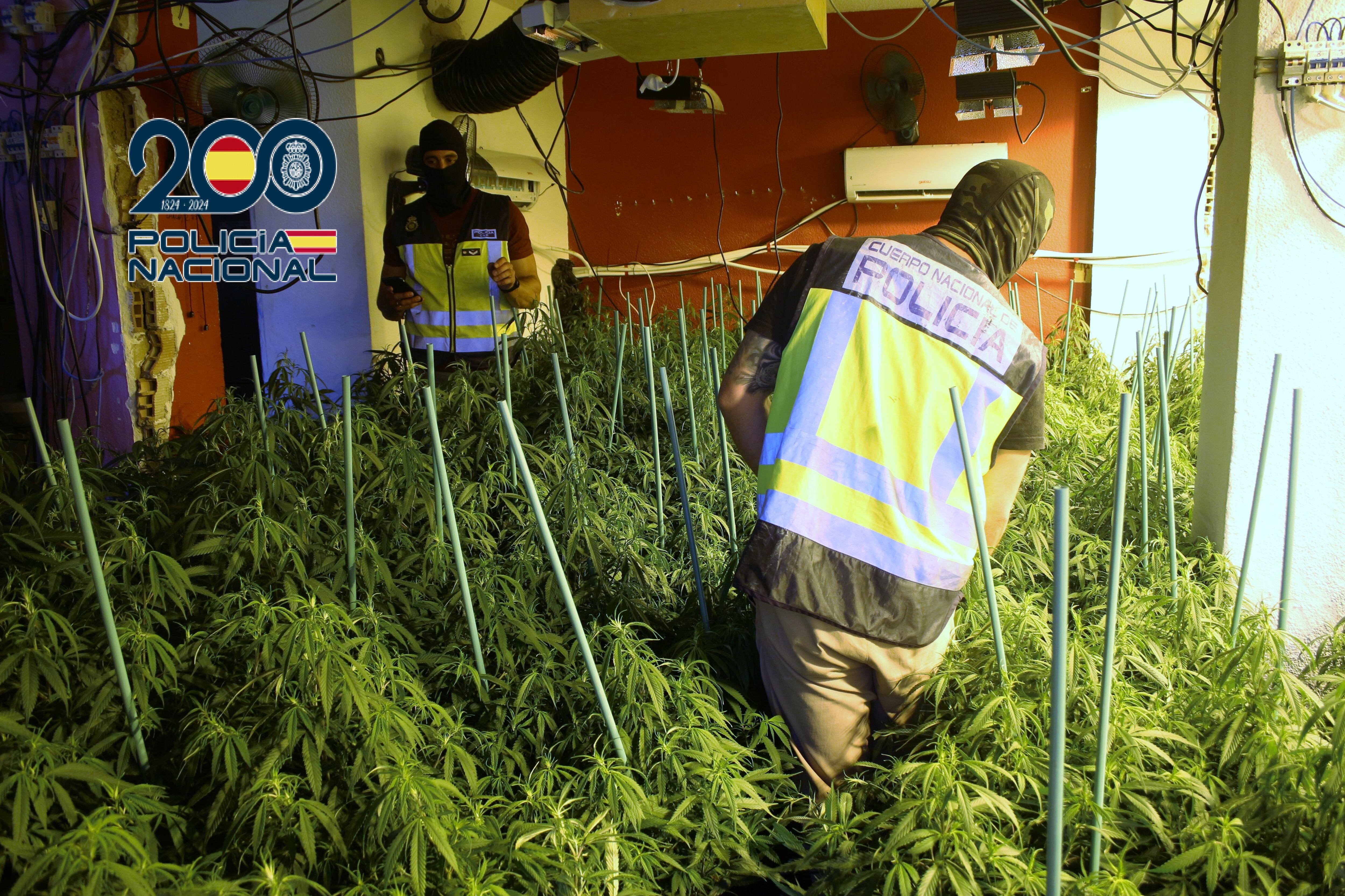Operación de la Policía Nacional contra el cultivo de marihuana en la Región de Murcia