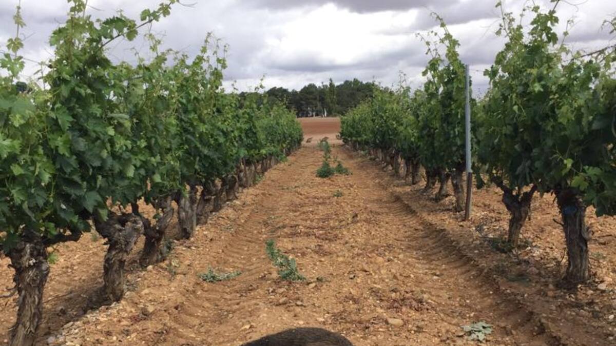 Nuevo episodio de buitres invadiendo la calzada atraídos por un jabalí atropellado