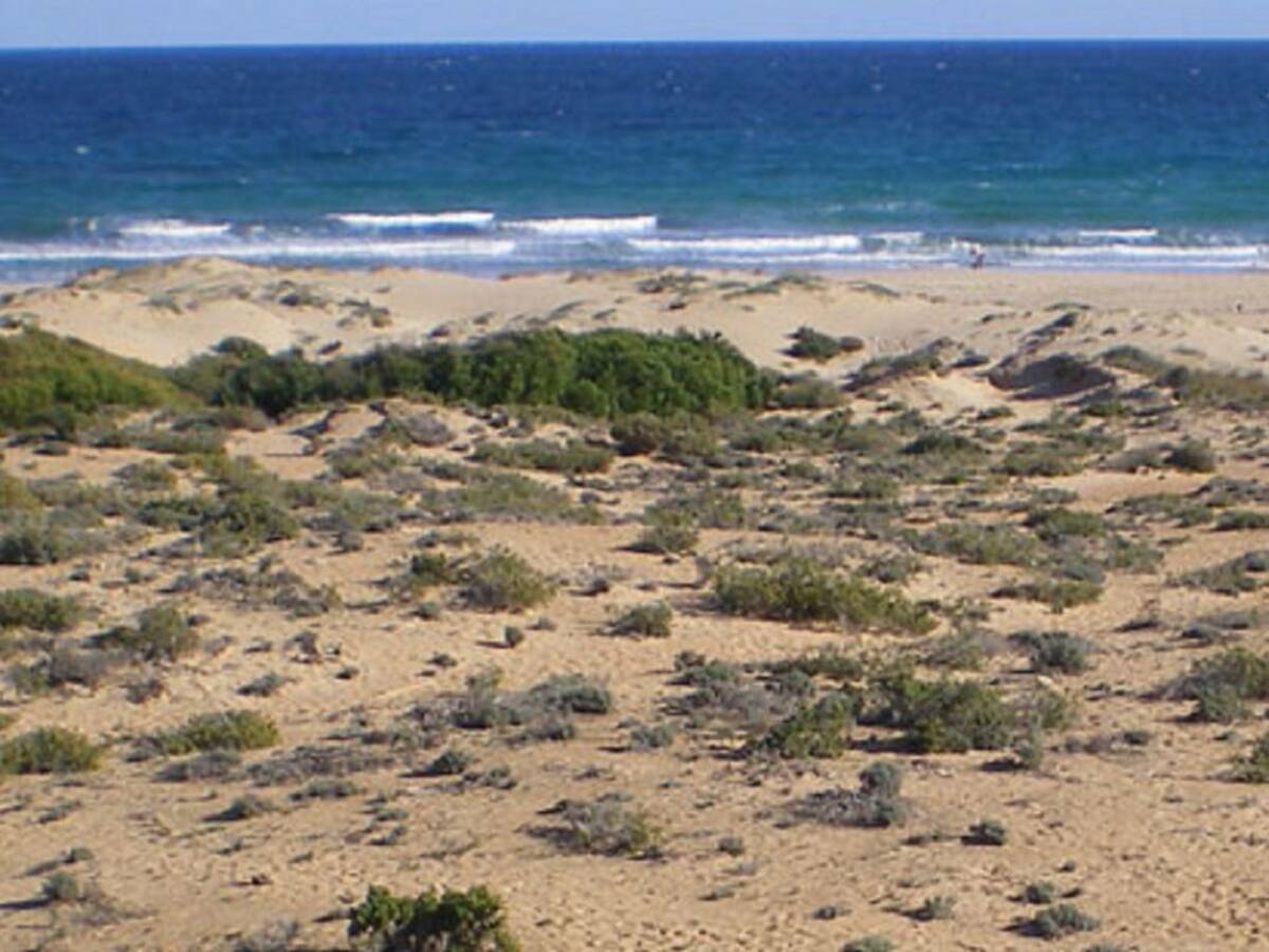 Costas construirá una pasarela en la playa de El Altet para proteger las dunas