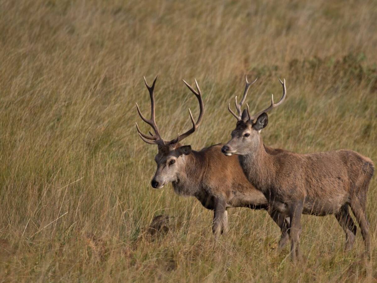 Los ciervos
