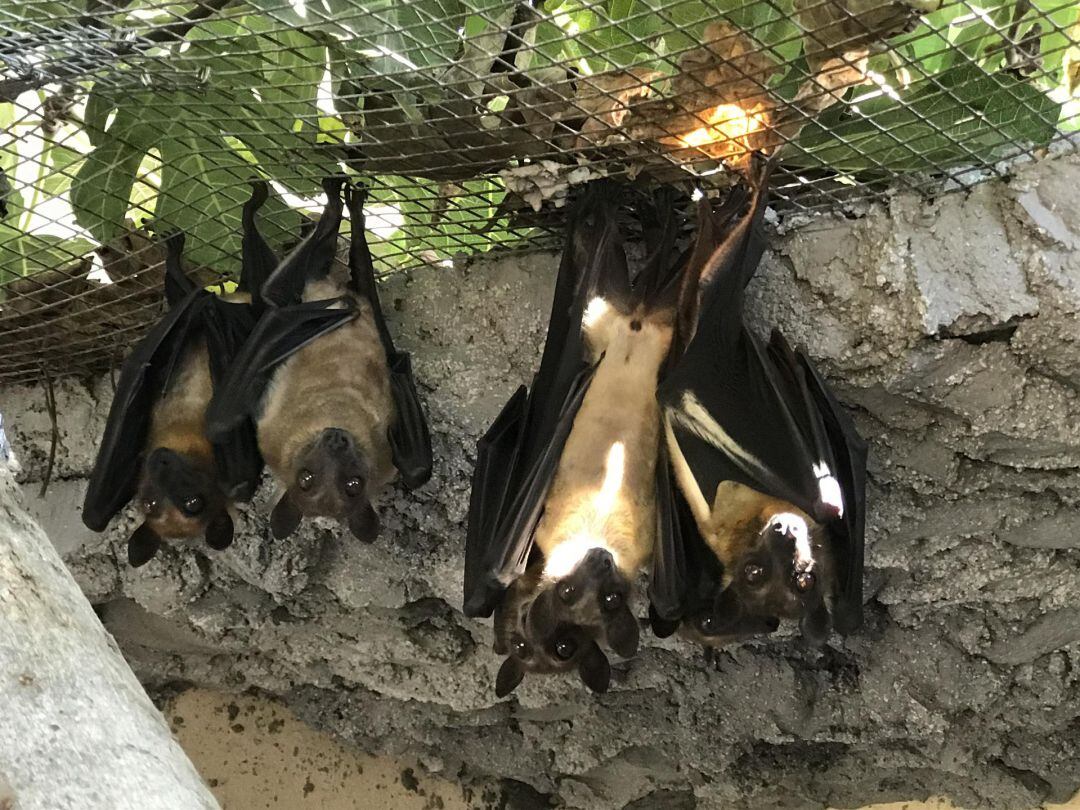 Murciélagos incautados