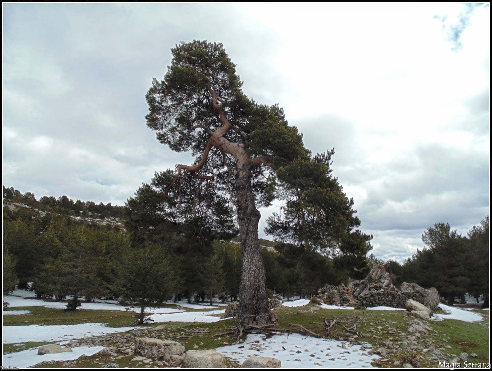 Pino albar o silvestre.
