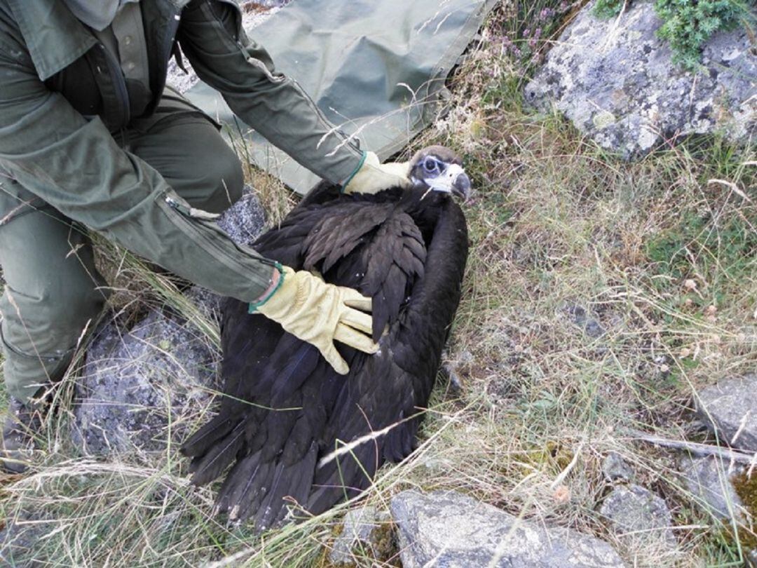 Uno de los agentes medioambientales en el momento del rescate del pollo de buitre negro