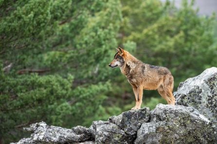 Un lobo