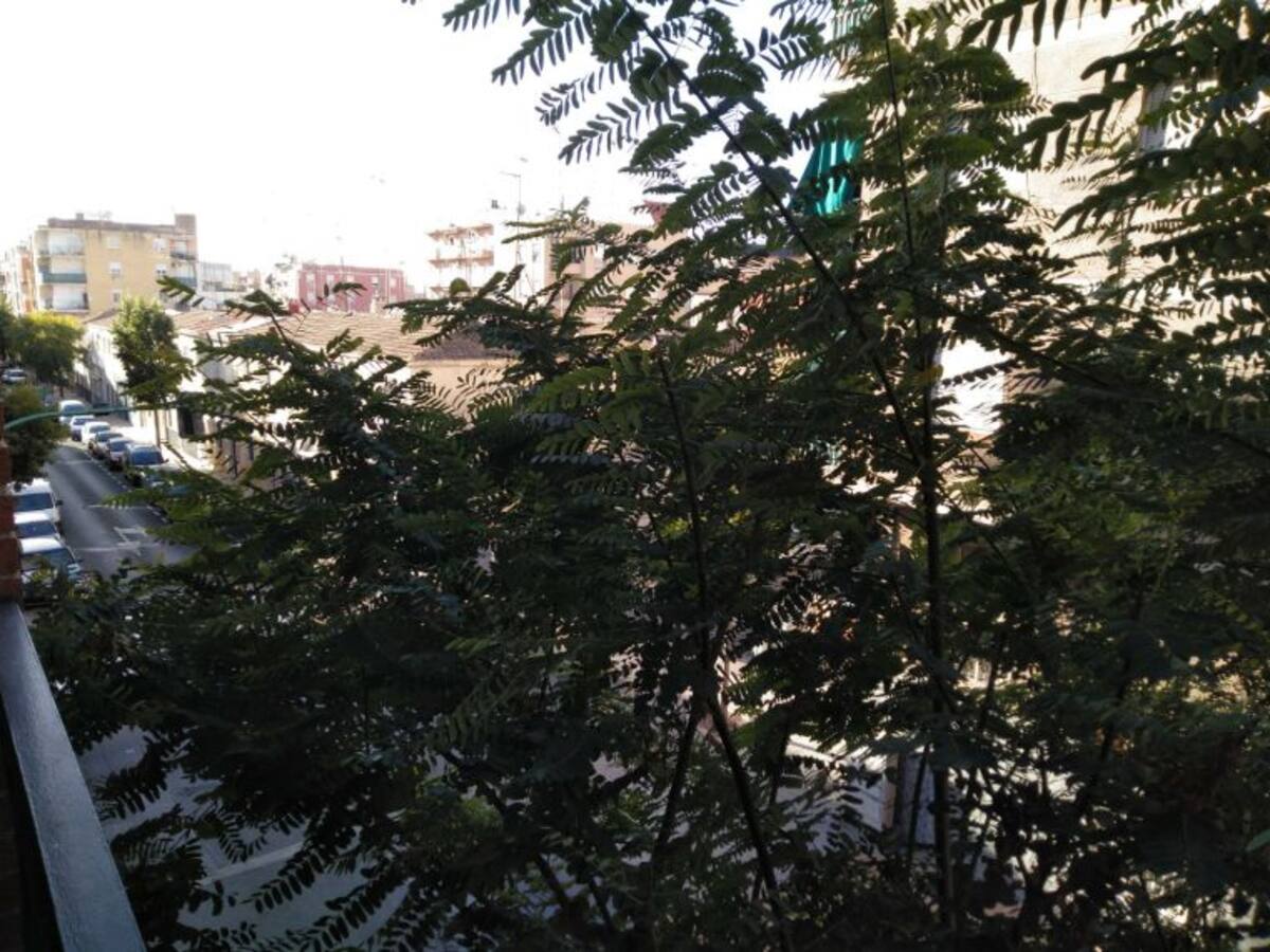 Ciudadanos denuncia falta de mantenimiento en el arbolado del barrio de Carrús