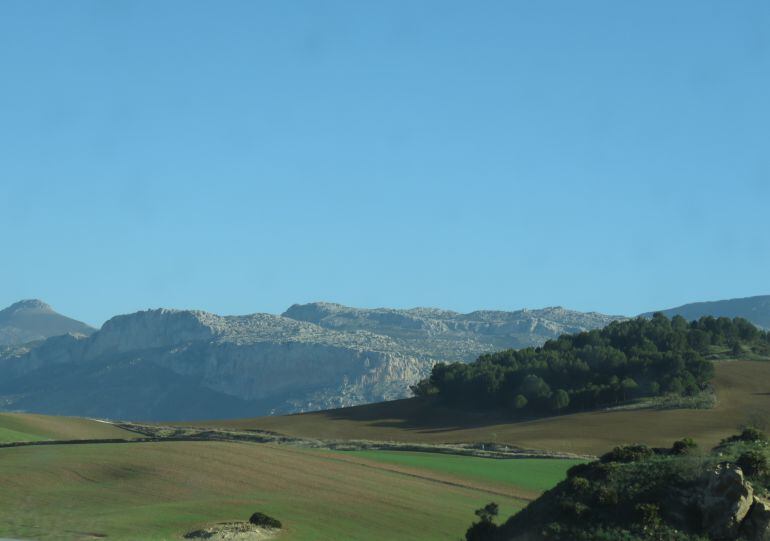 La escasa evolución del cultivo de cereal por la falta de lluvias en la provincia de Málaga