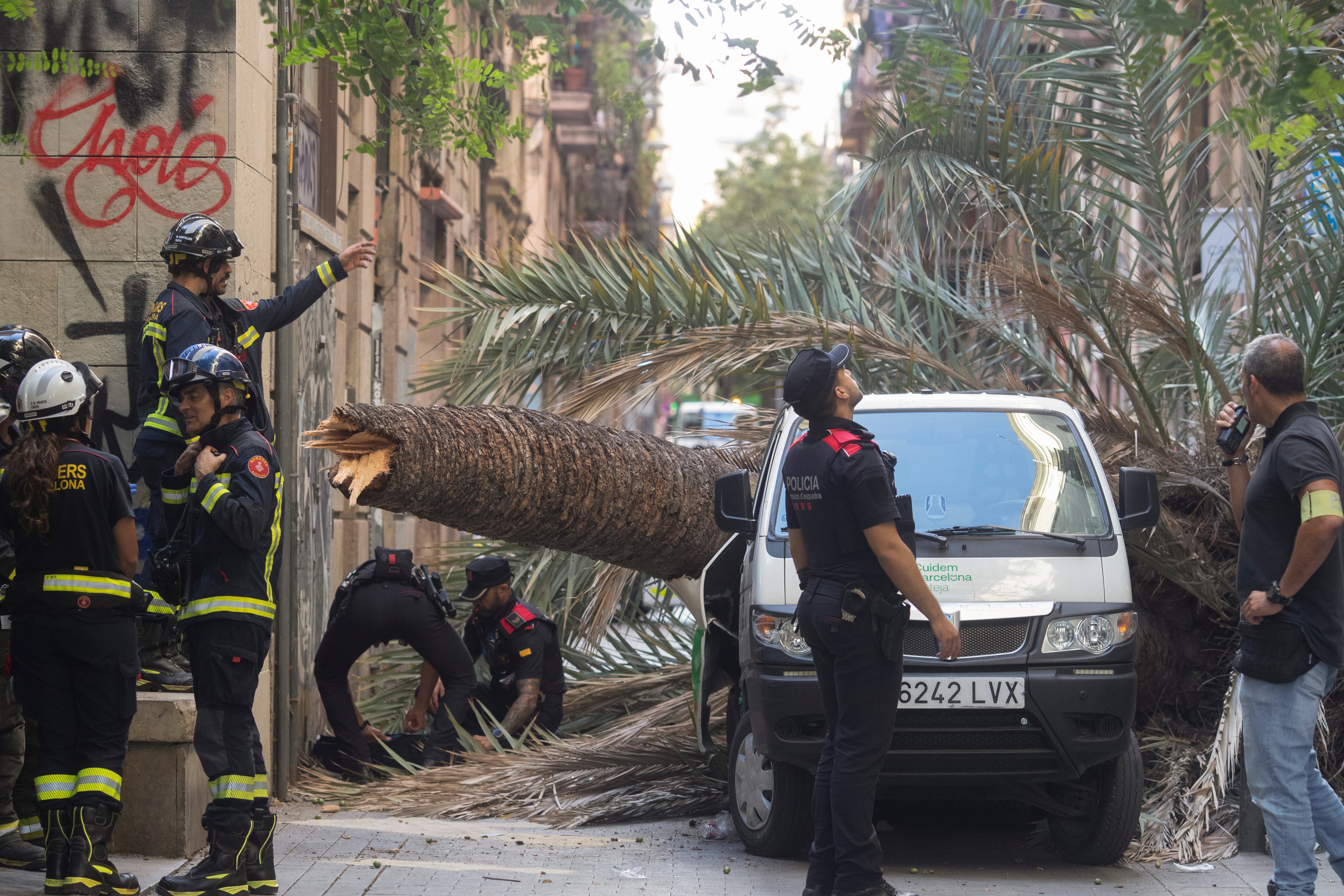 BARCELONA, 03/08/2023.- Una joven de 20 años ha muerto hoy jueves al caerle encima una palmera en el barrio de Ciutat Vella de Barcelona, ante lo que el Ayuntamiento de la capital catalana ha encargado un estudio de urgencia para aclarar las causas de este accidente. EFE/Marta Pérez