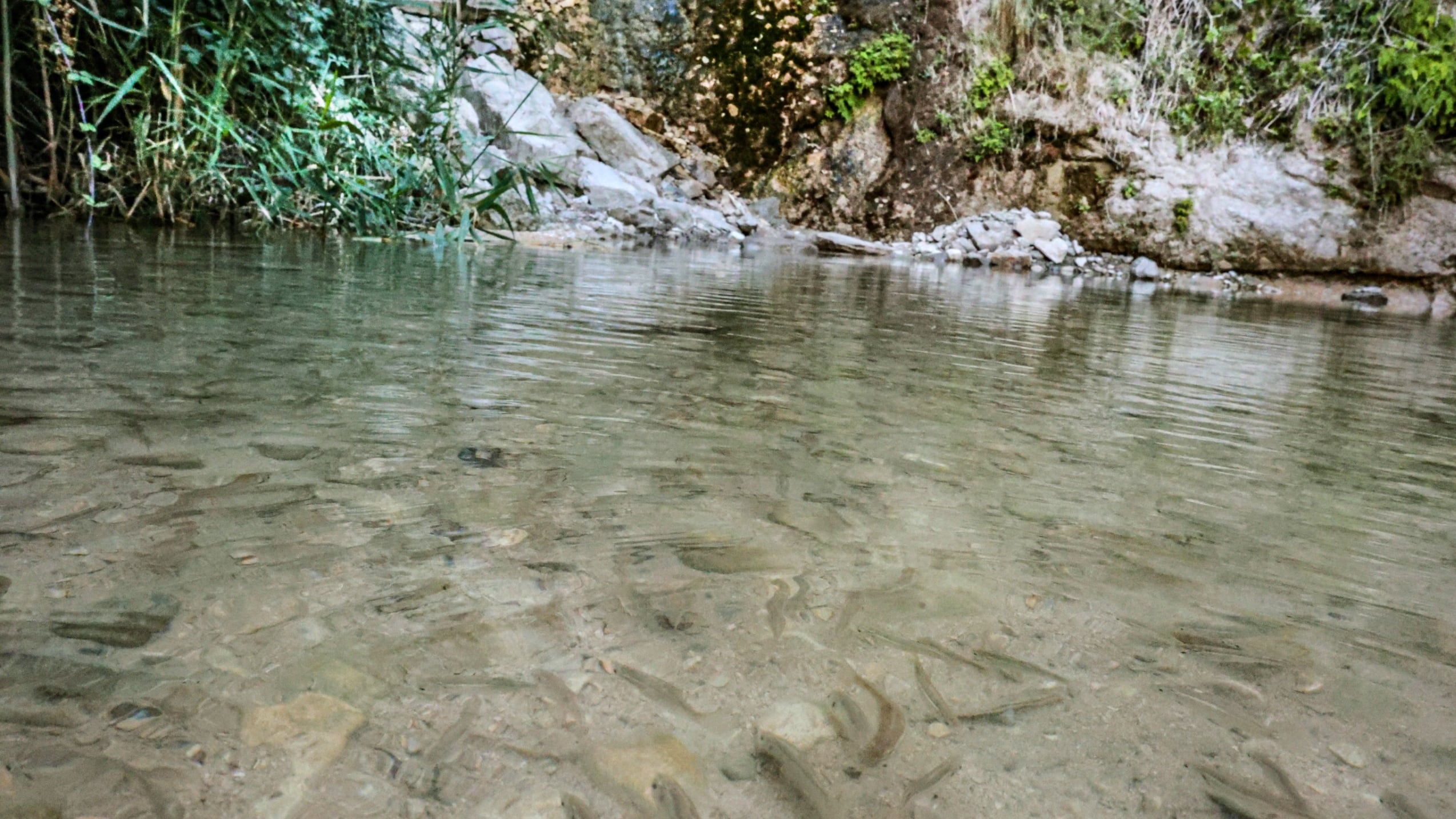 Esta especie sólo se puede encontrar en esta región