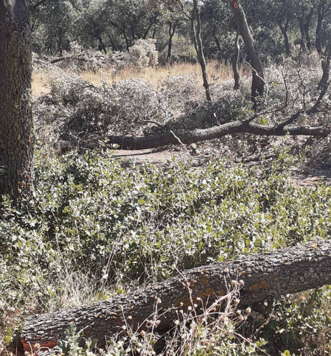 La acumulación de restos de poda en el Monte el Viejo preocupa a los palentinos por el riesgo de incendio