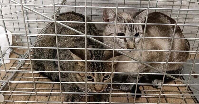 Control de las colonias felinas en Belmonte