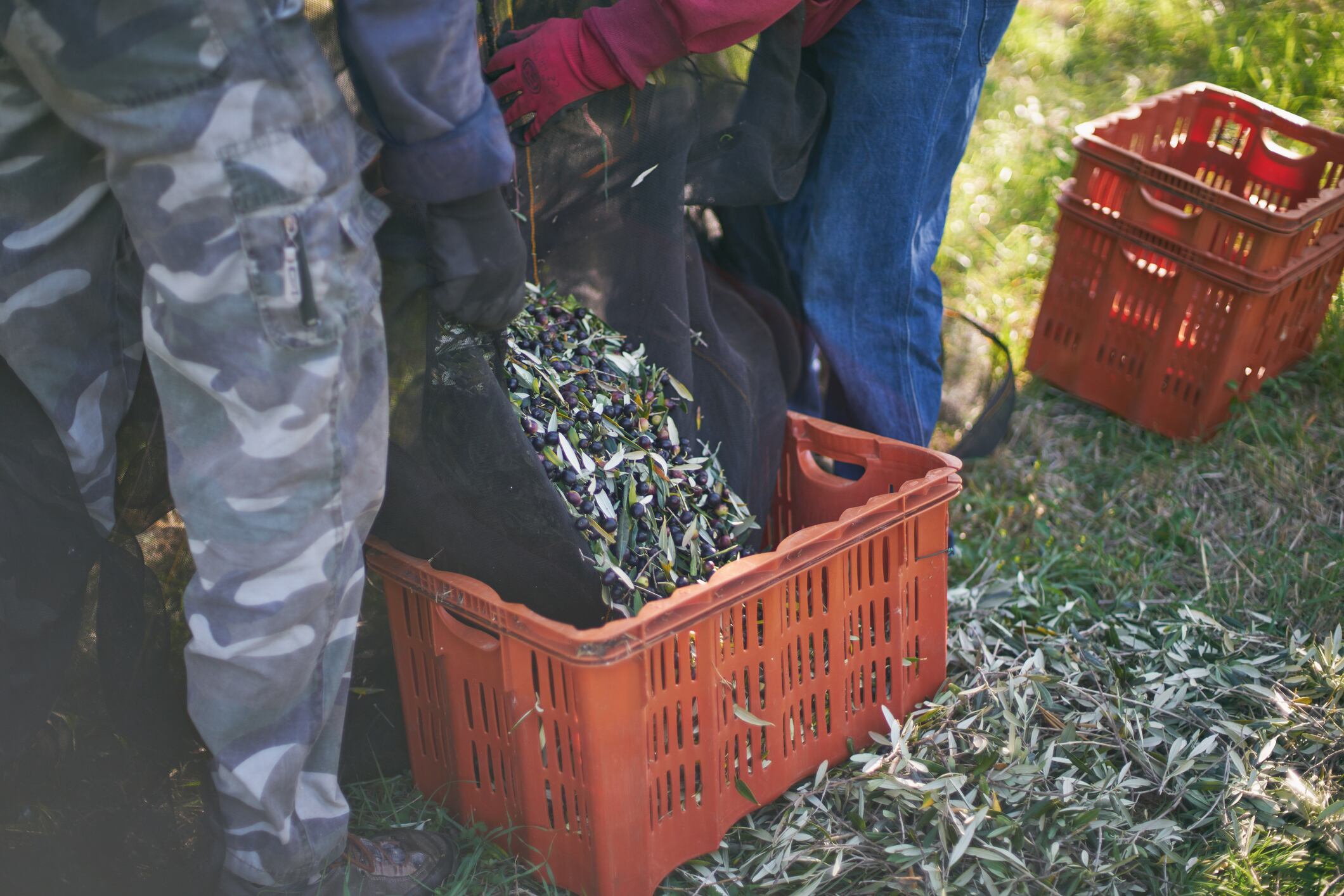 Trabajos agrícolas en un campo de olivares