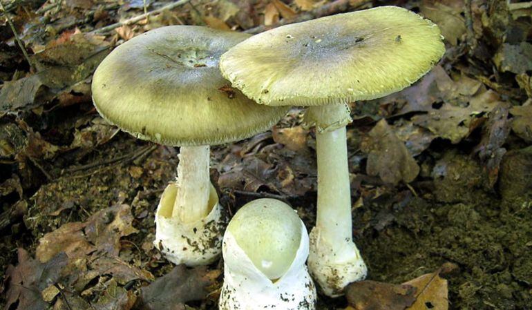 L'Amanita Faloides és un bolet tòxic.