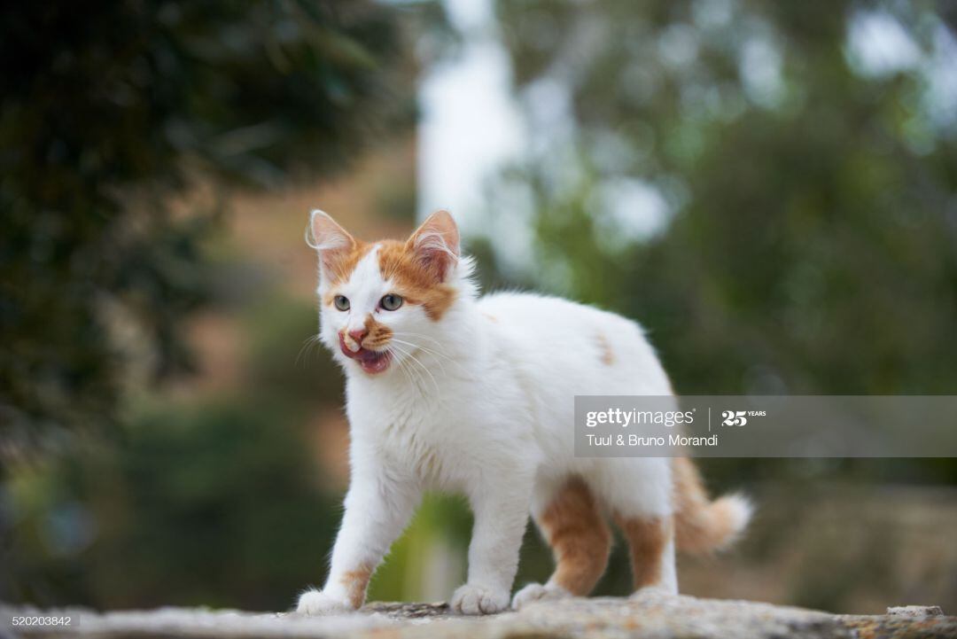 Gato callejero