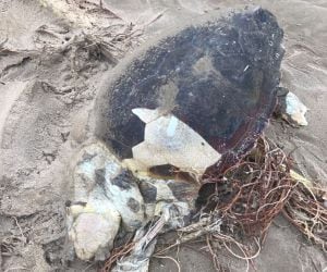 Restos en descomposición de una de las tortugas bobas muerta que ha aparecido en la playa de El Perellonet