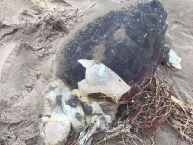 Restos en descomposición de una de las tortugas bobas muerta que ha aparecido en la playa de El Perellonet