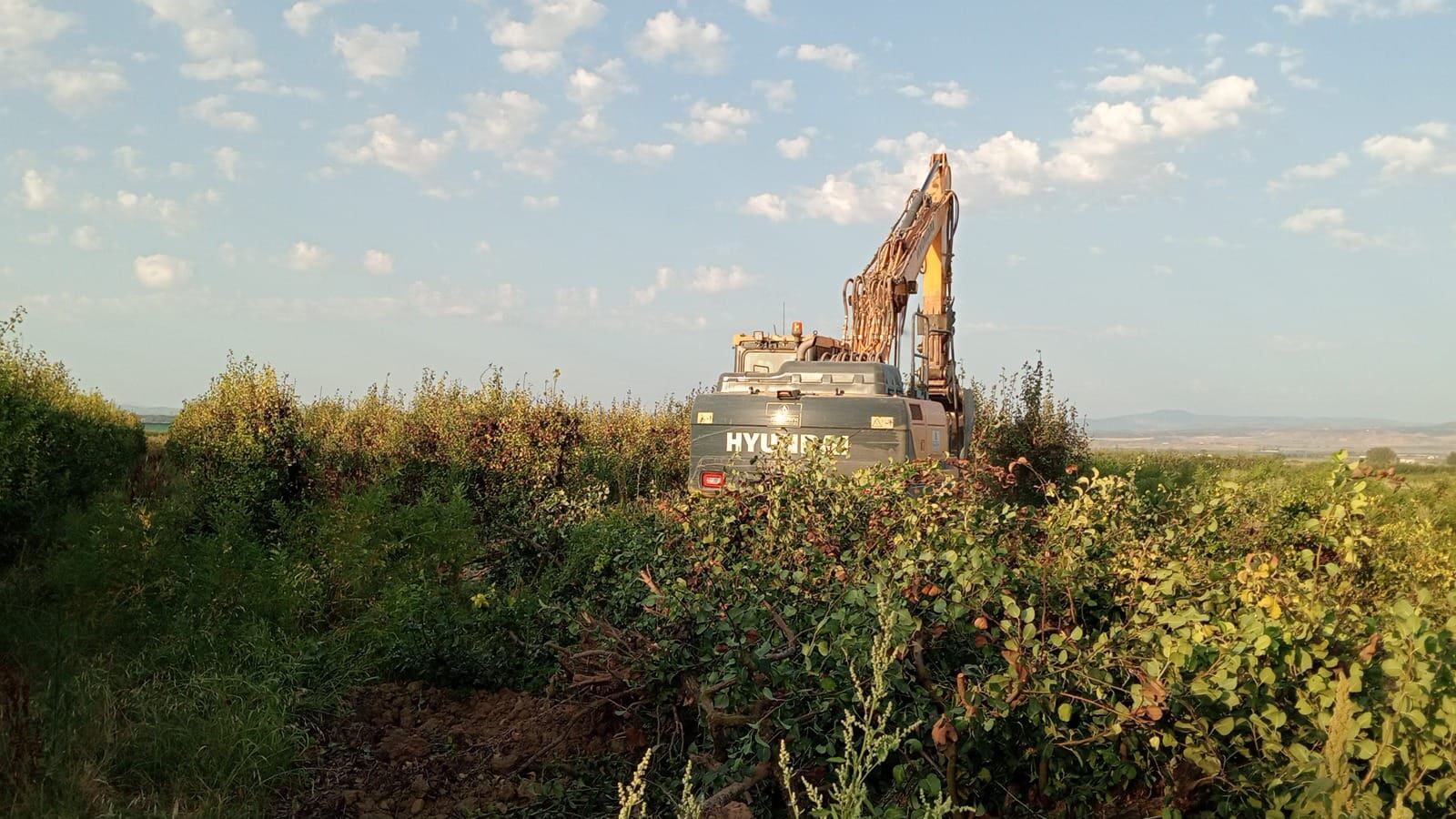 Arranque perales afectados por fuego bacteriano en Alfaro