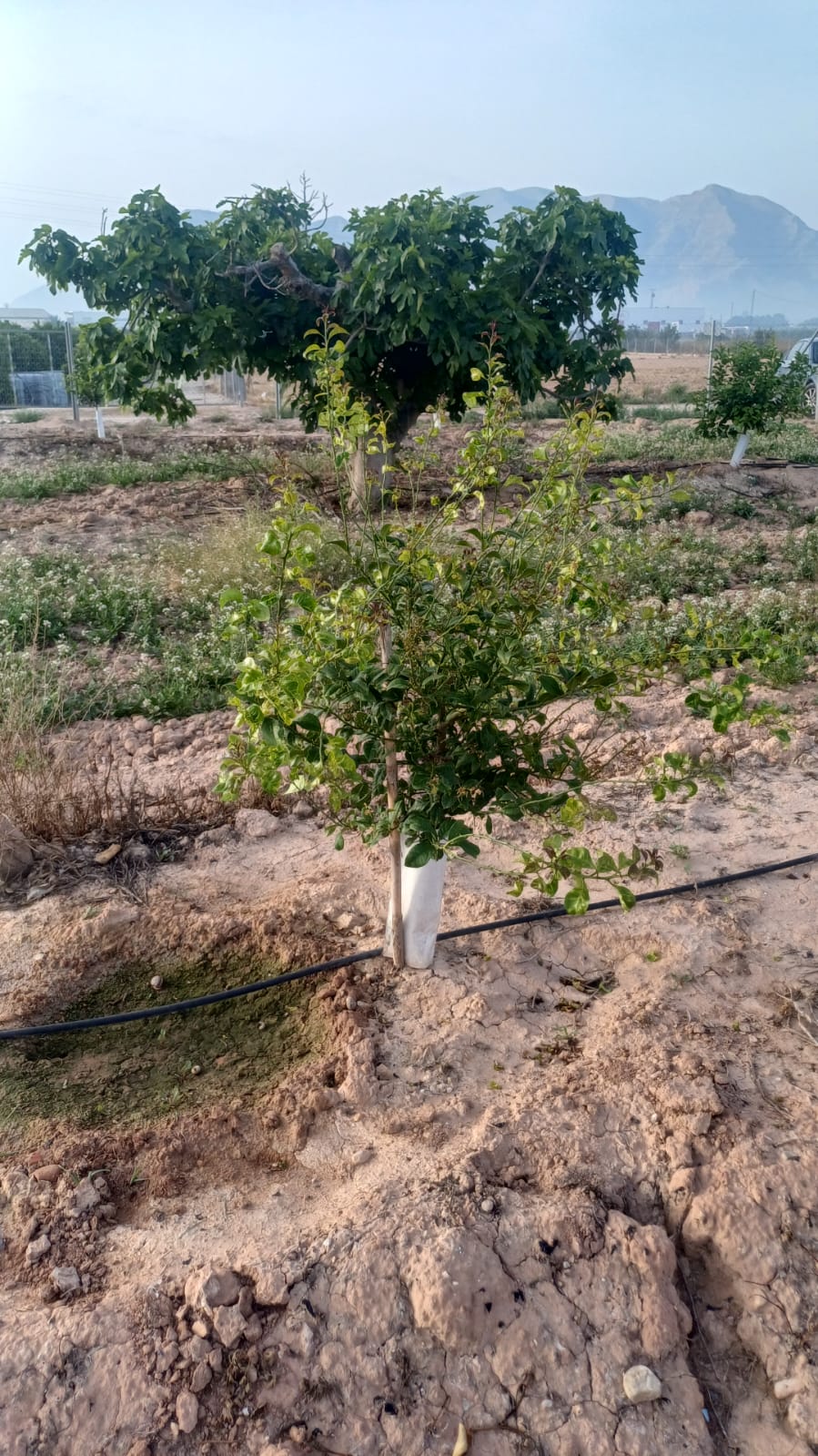 Ejemplar de limonero en un campo alicantino infectado por el virus de la clorosis nervial amarilla