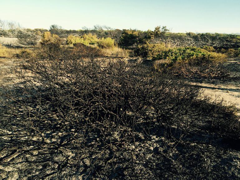 Superficie afectada por el incendio de El Saler