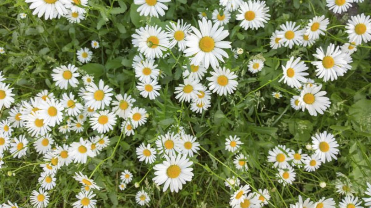 Las plantas también atraen turistas