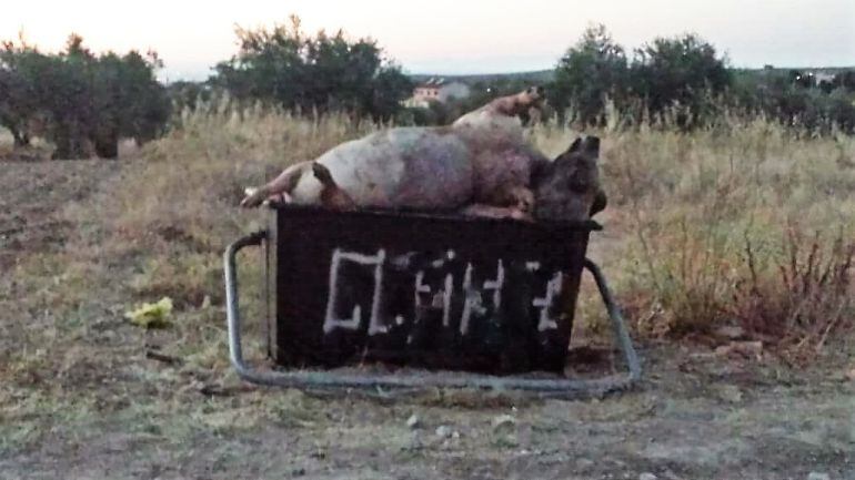 Animal muerto a la espera de ser recogido en Polán.