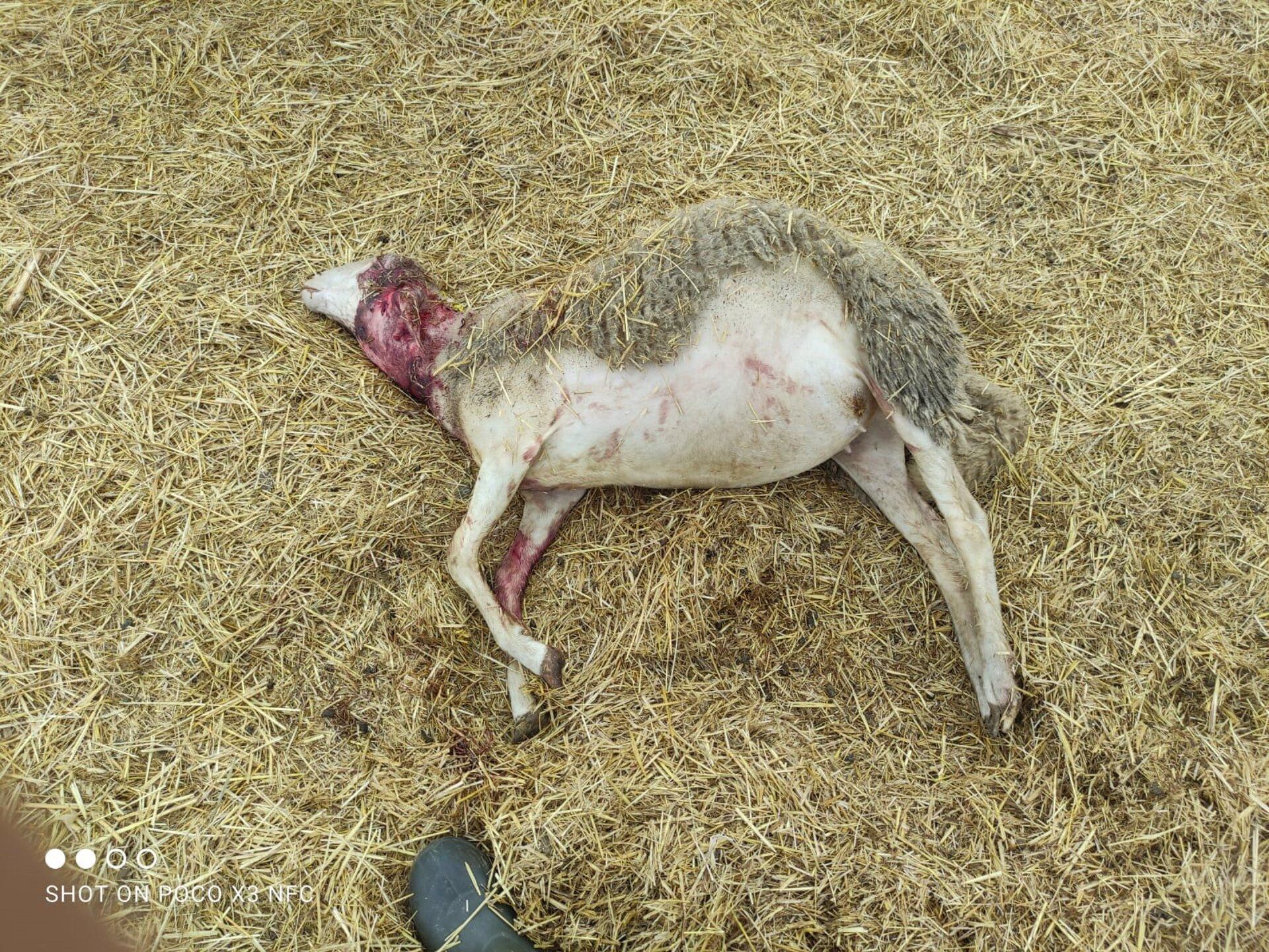 Oveja muerta tras ser atacada por un lobo