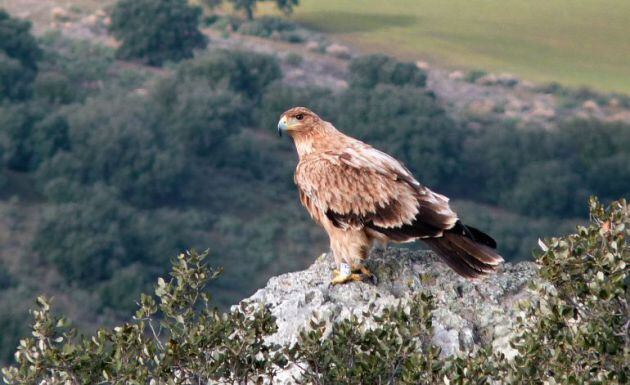 Ejemplar de águila imperial