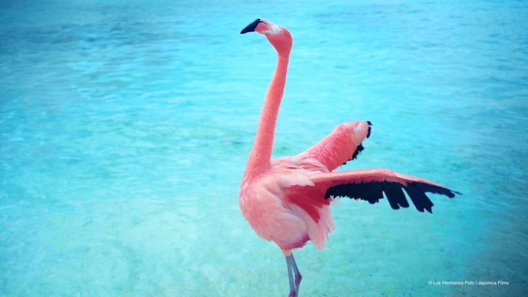 Fotograma del documental &#039;The mystery of the Pink Flamingo&#039;