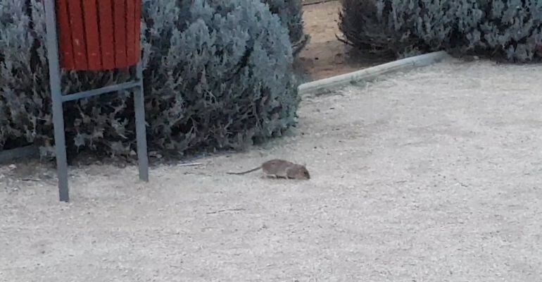 Los vecinos de Medicina lamentan que siga habiendo ratas en los parques del barrio