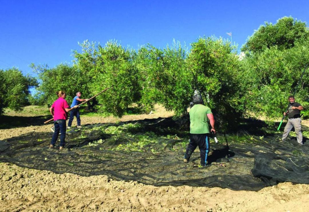 Agricultores trabajando en la campaña de la aceituna 