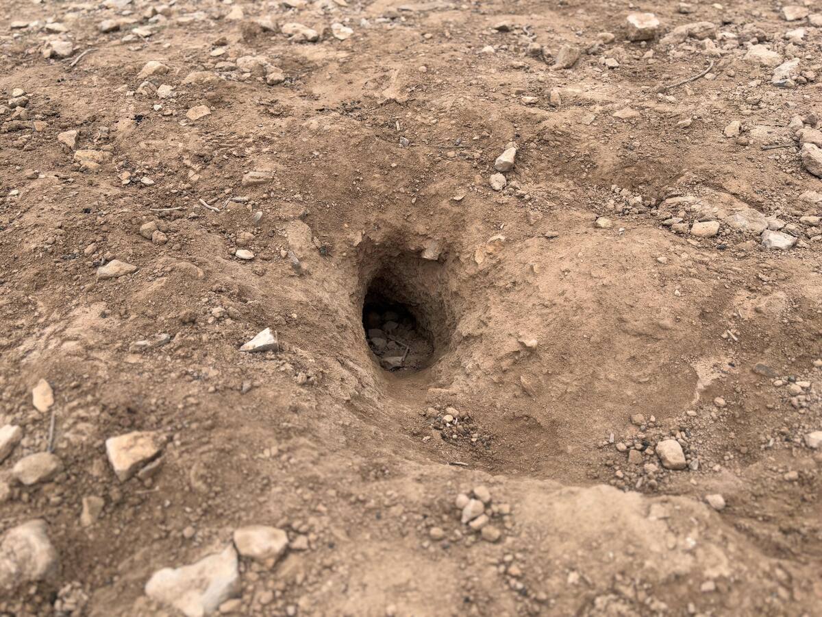 Condemnat un pagès per utilitzar raticida per matar conills