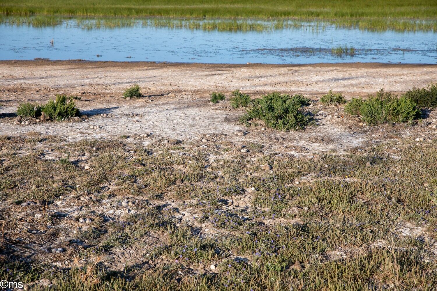 Espacio Natural de Doñana (mayo de 2025)
