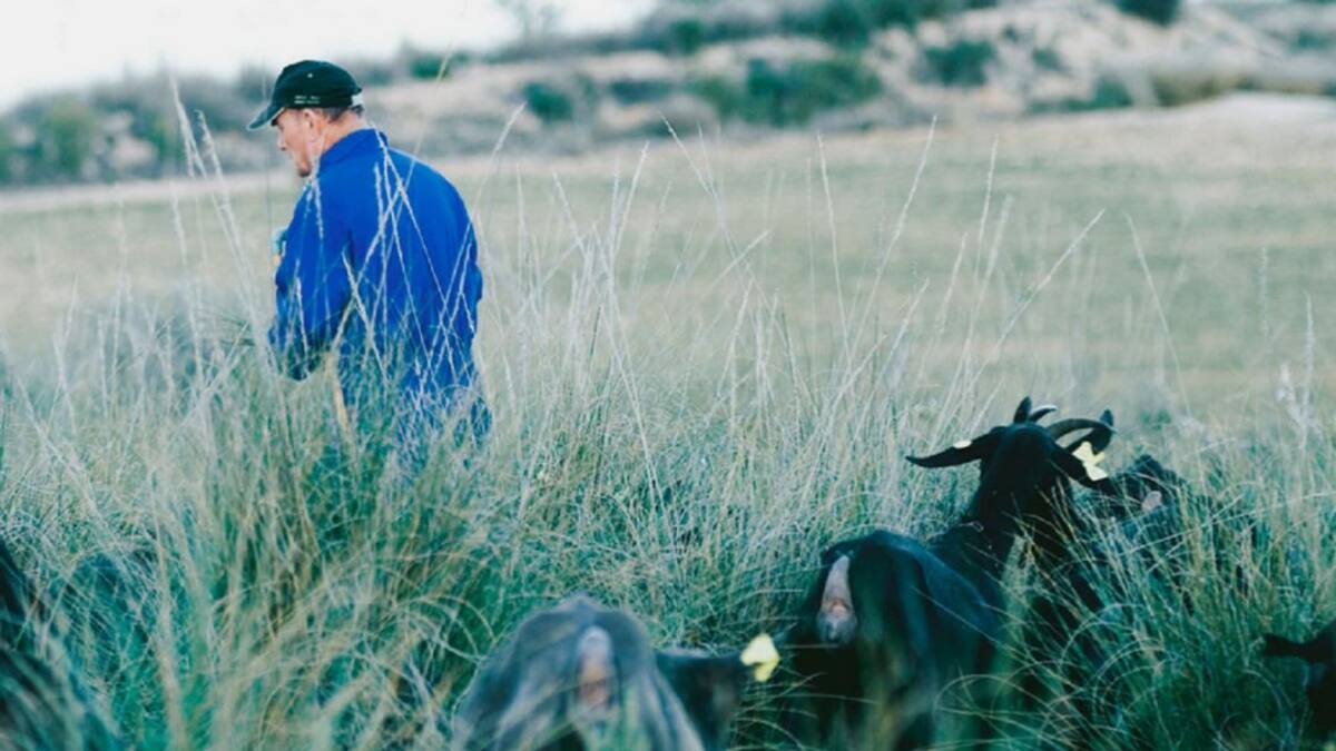 La ganadería ecológica en Murcia es cosa de cabras