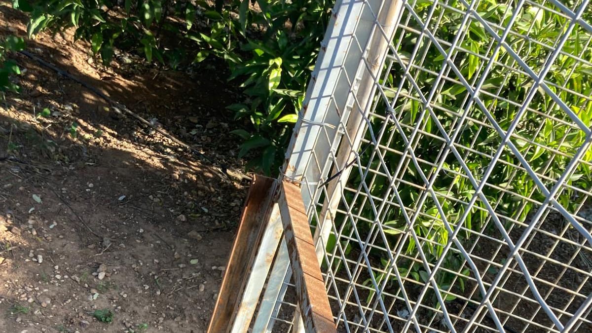 Medidas para combatir la plaga de jabalíes