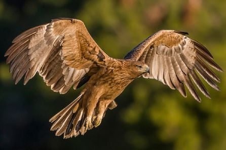 Ejemplar de águila imperial en pleno vuelo.