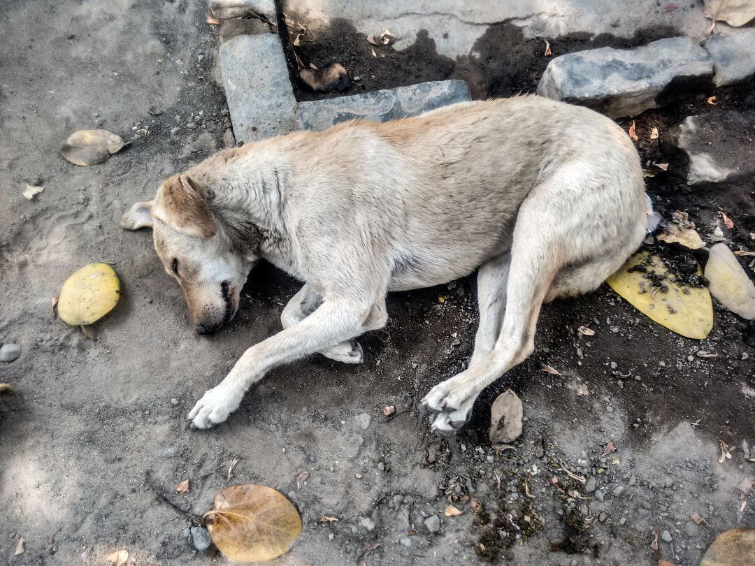 La protectora Sara atiende a cientos de animales abandonados en las calles de Lanzarote