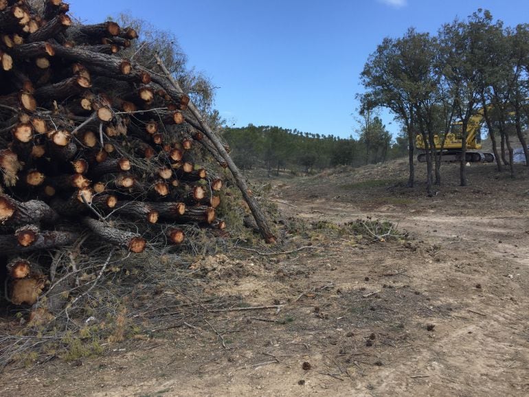 Habrá otros 350 empleos en la gestión forestal