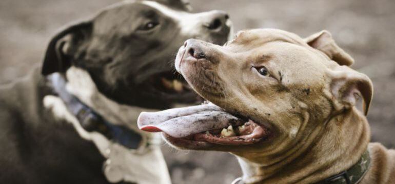 Imagen de archivo de perros de razas consideradas potencialmente peligrosas