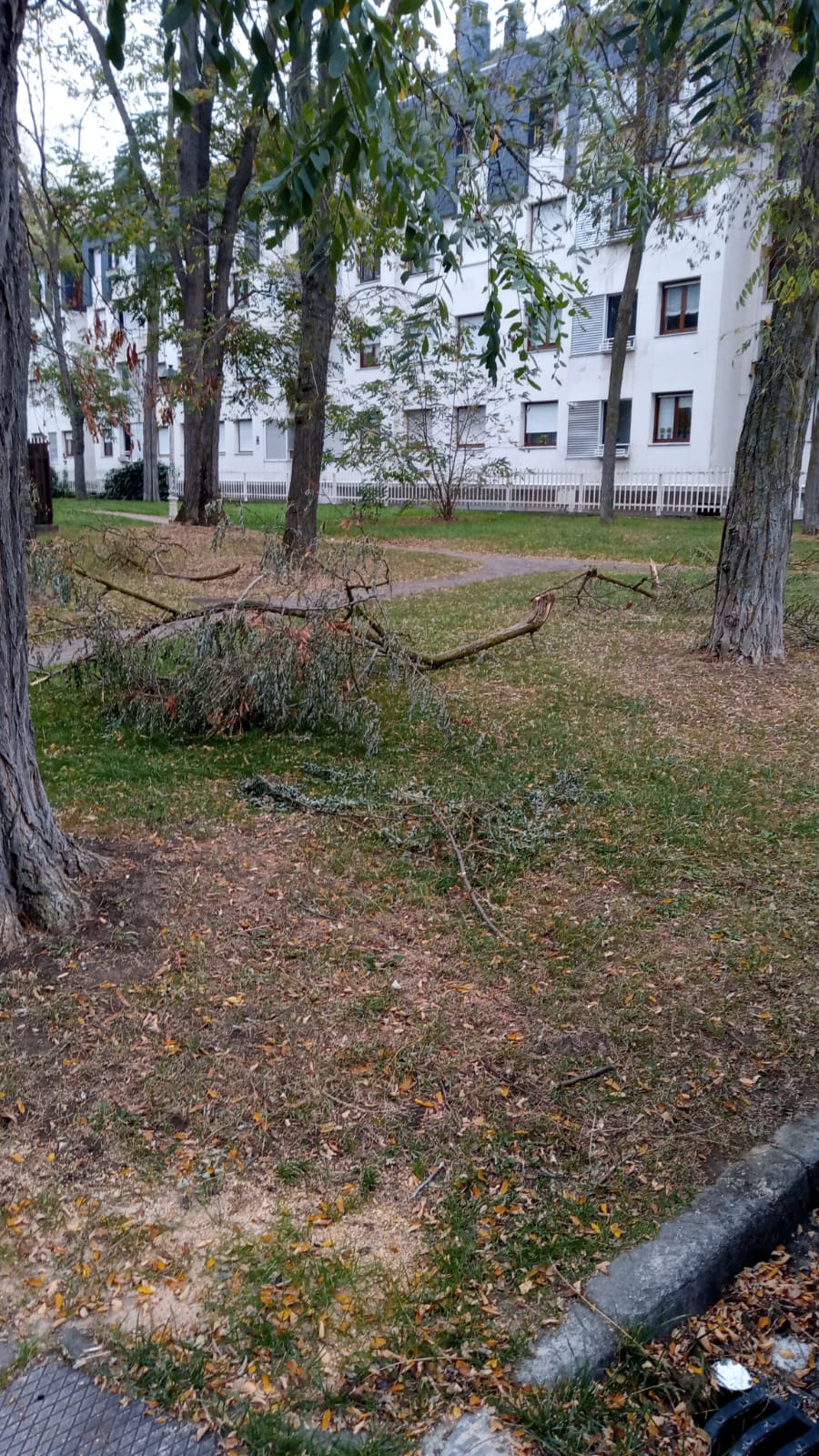 Ramas caídas en la zona del Batán 10 días después del temporal de viento