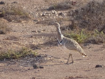 Hubara canaria (Chlamydotis undulata fuertaventurae).