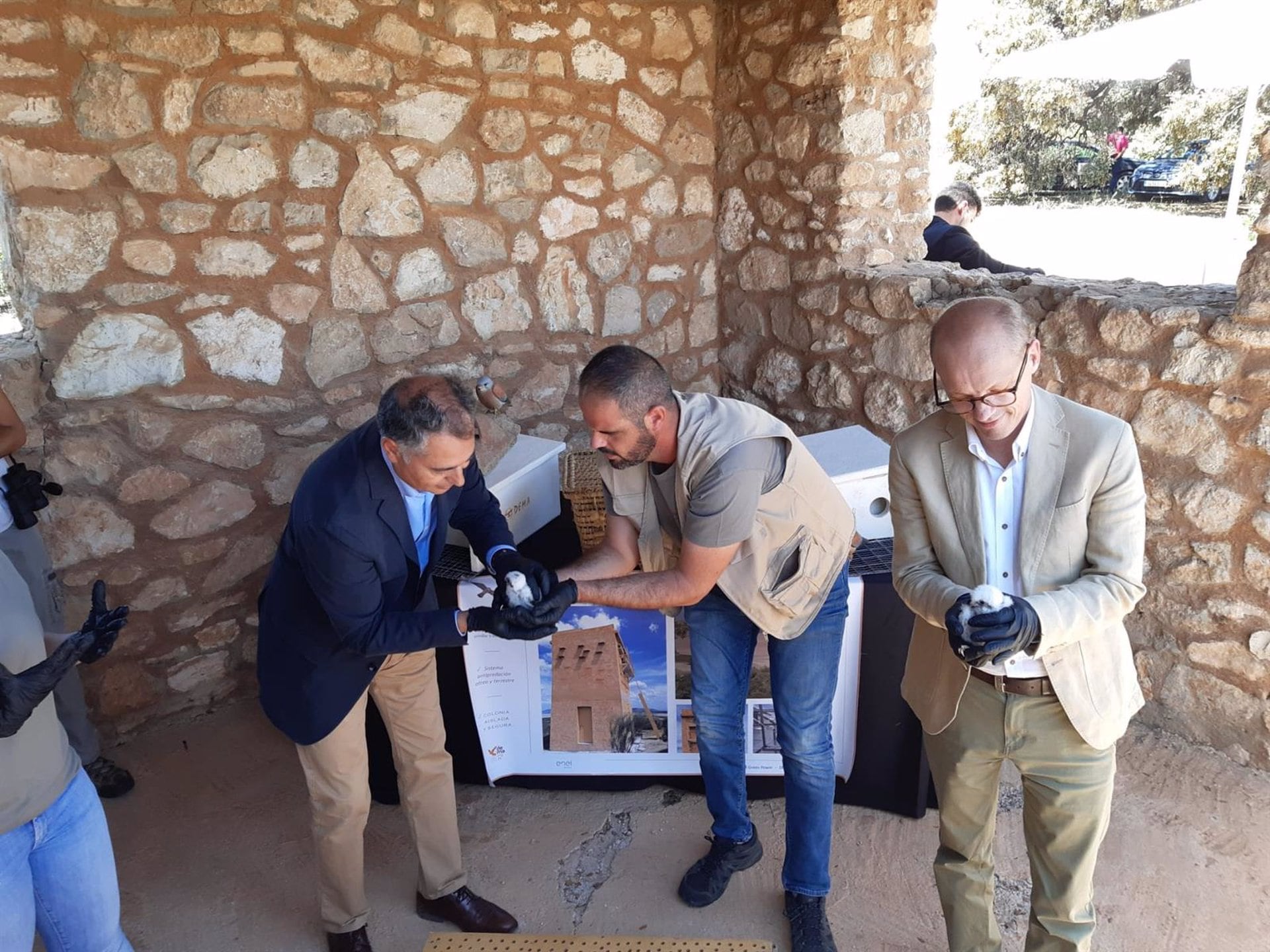 Málaga, elegida por Endesa y la Junta para desarrollar un proyecto de conservación del cernícalo primilla. En la imagen suelta de ejemplares en el primillar de Fuente de Piedra (Málaga