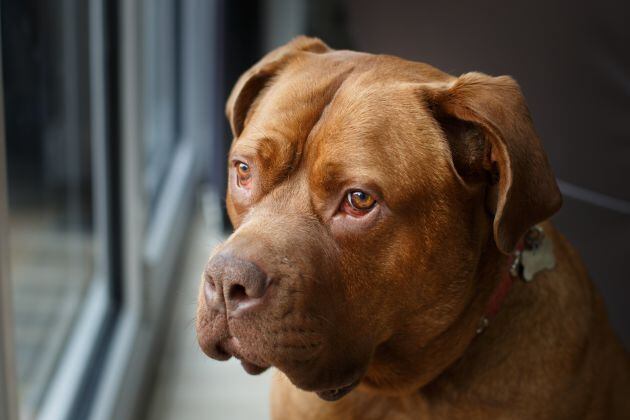 La raza dogo de Burdeos no figura en la lista de perros "potencialmente peligrosos"