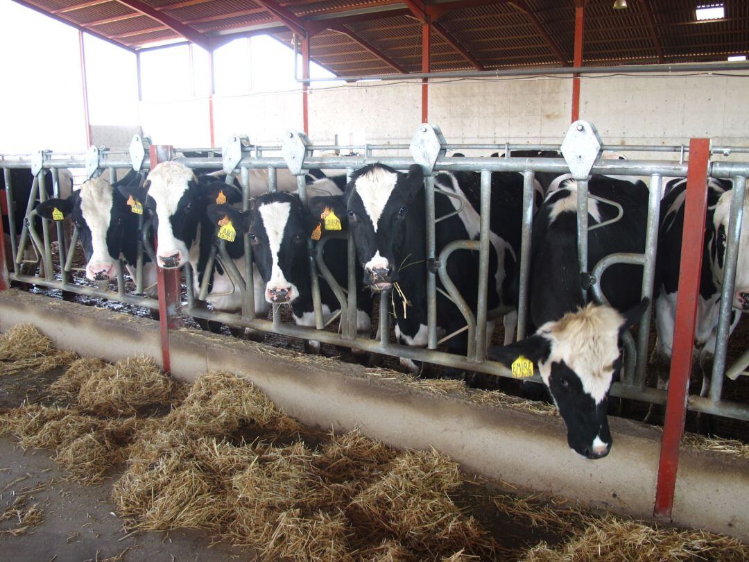 Explotación de vacuno de leche