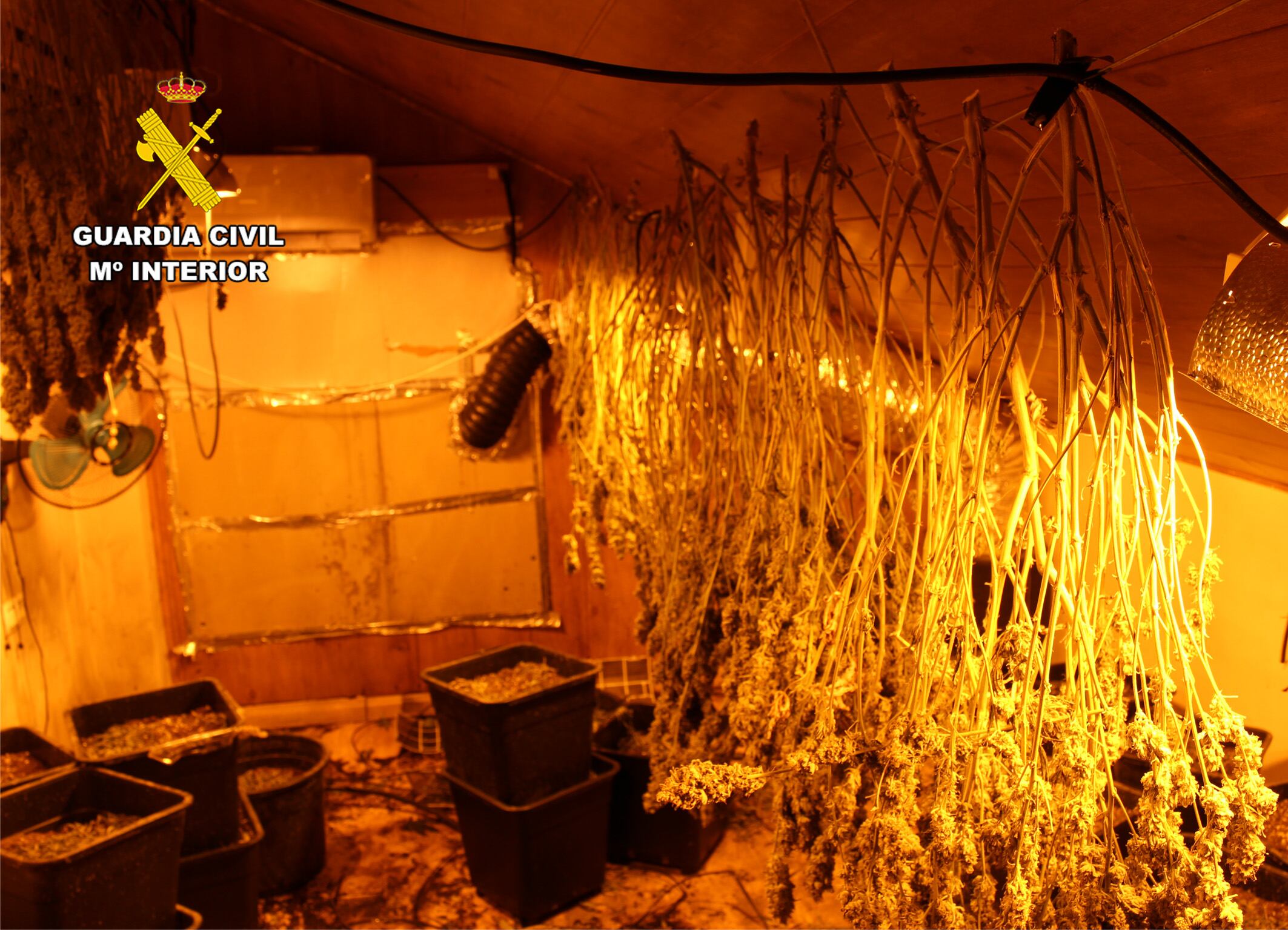 Secadero de marihuana destapado por la Guardia Civil