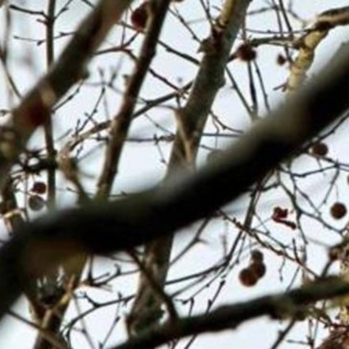Las velutinas también provocan daños en los cultivos ecológicos