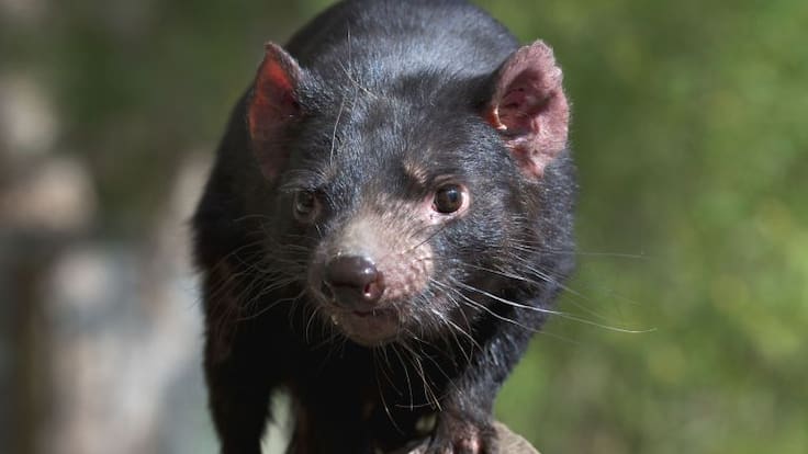 Mesa del Mundo: Evolucionar para vencer al cáncer