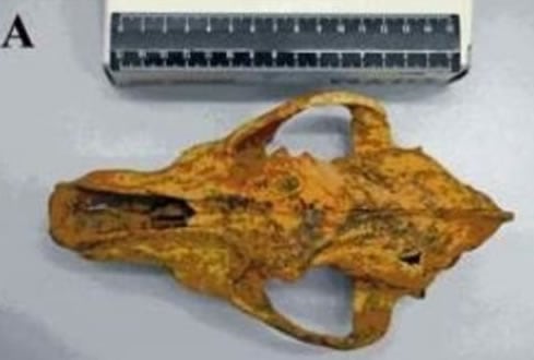 El cráneo de perro estaba conservado en una cueva en las montañas de Altai de Siberia