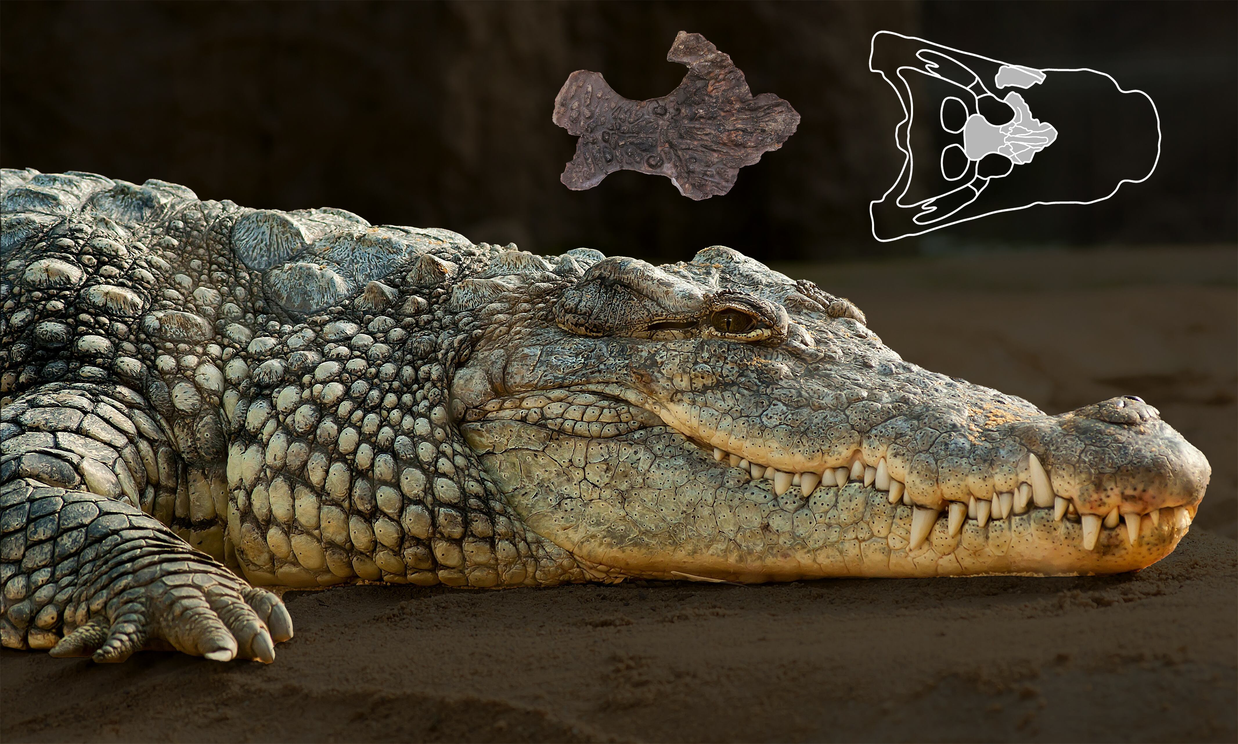 A la part superior, al centre, es mostra el fragment del crani fòssil de l’exemplar de Suterranya-Mina de lignit (vista dorsal). Al costat, a la dreta, la ubicació del fòssil al crani (vista dorsal). En primer pla, cocodril marí (Crocodylus porosus) actual a la sorra (de Pexels sota llicència CC0 1.0).