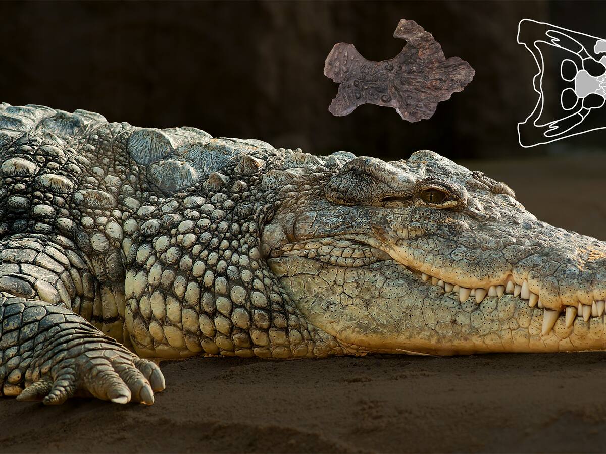 Un estudi descriu les restes d'un cocodril de més de 70 milions d'anys excavades el segle passat al Pallars Jussà