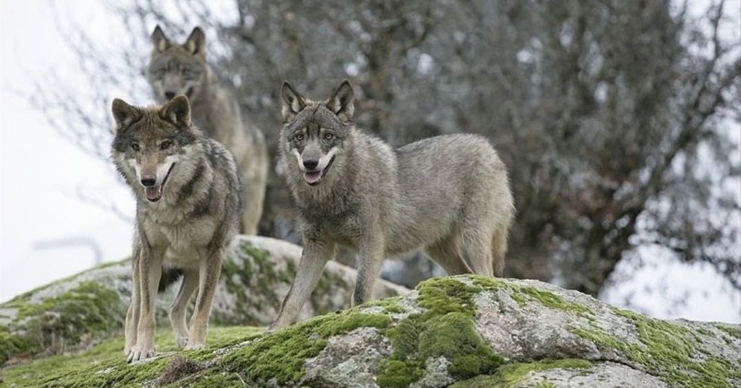 Manada de lobos