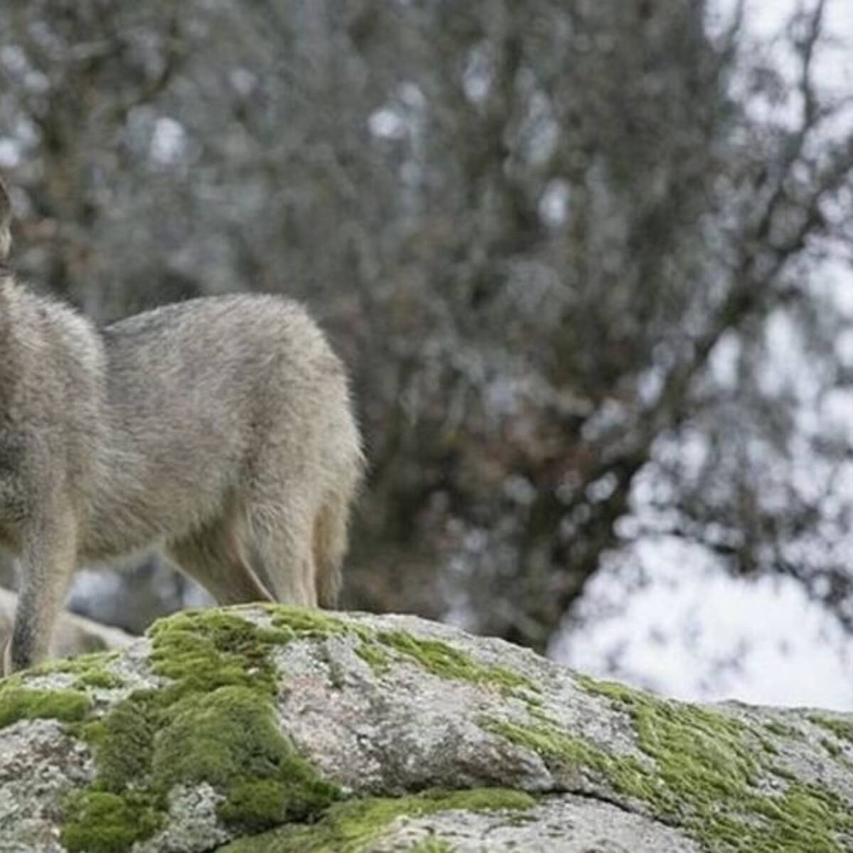 La Policía Local de Comillas pide a los dueños de perros que los lleven atados ante la presencia de lobos